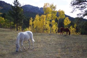 horses-1807490_640